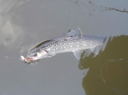 大安トラウトレイク 釣果